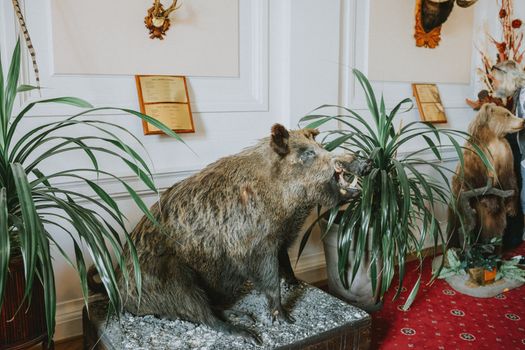 A taxidermy wild boar displayed in an elegant room with exotic plants.