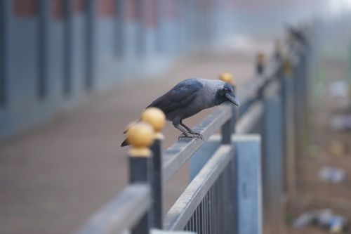 Free A crow perched on a metal fence in an urban setting during the day. Stock Photo