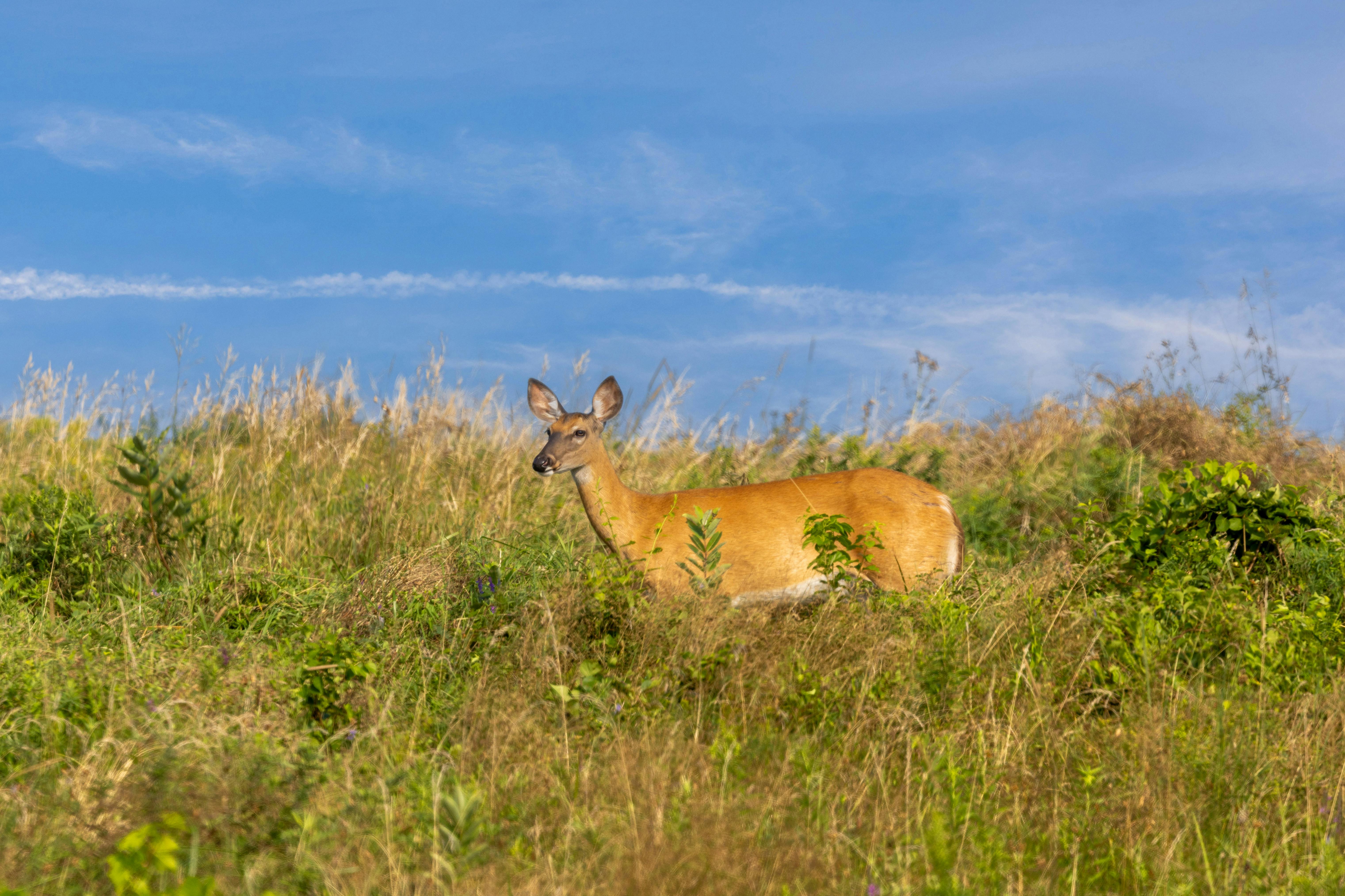 grátis Veado-de-cauda-branca em um campo de grama verdejante em Ipswich, Massachusetts, em um dia ensolarado. Foto profissional