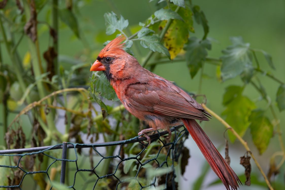 Northern Cardinal Perched on Garden Fence · Free Stock Photo