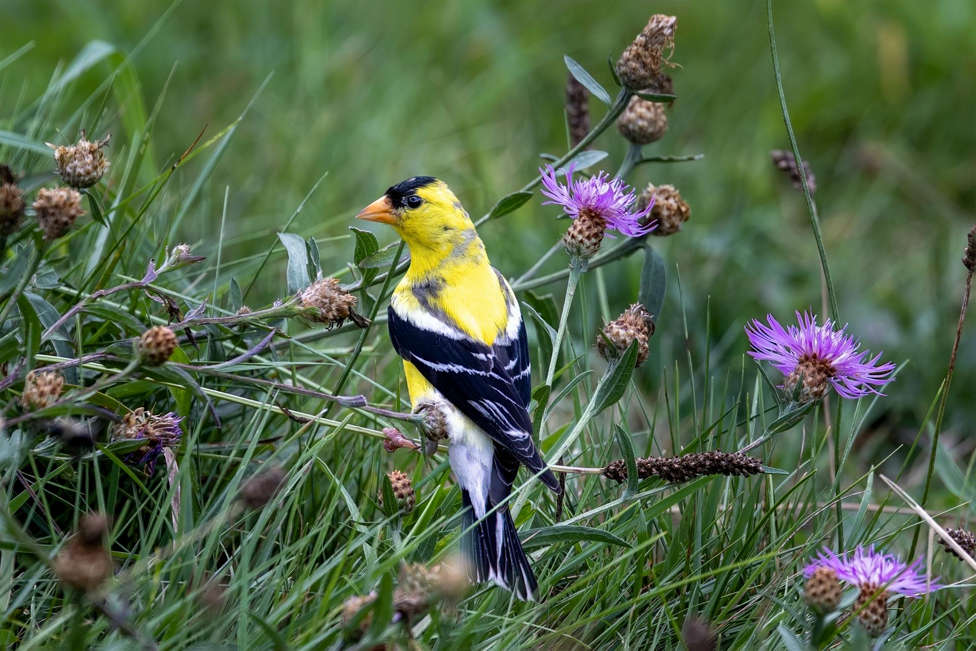 Bright American Goldfinch perched amid purple wildflowers in West Boylston, MA.