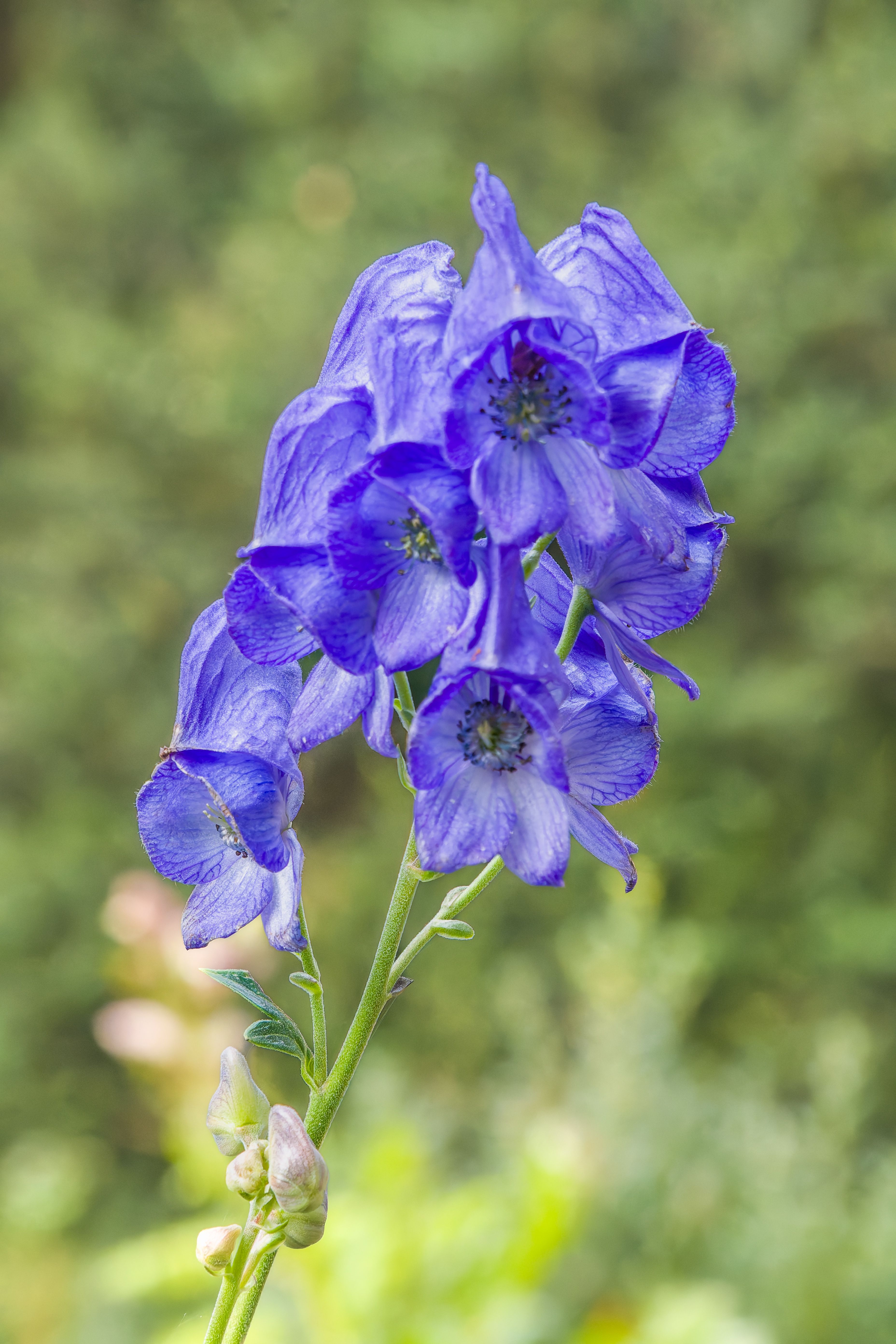 Close-up of vibrant blue monkshood flowers in full bloom outdoors, showcasing their delicate petals.
