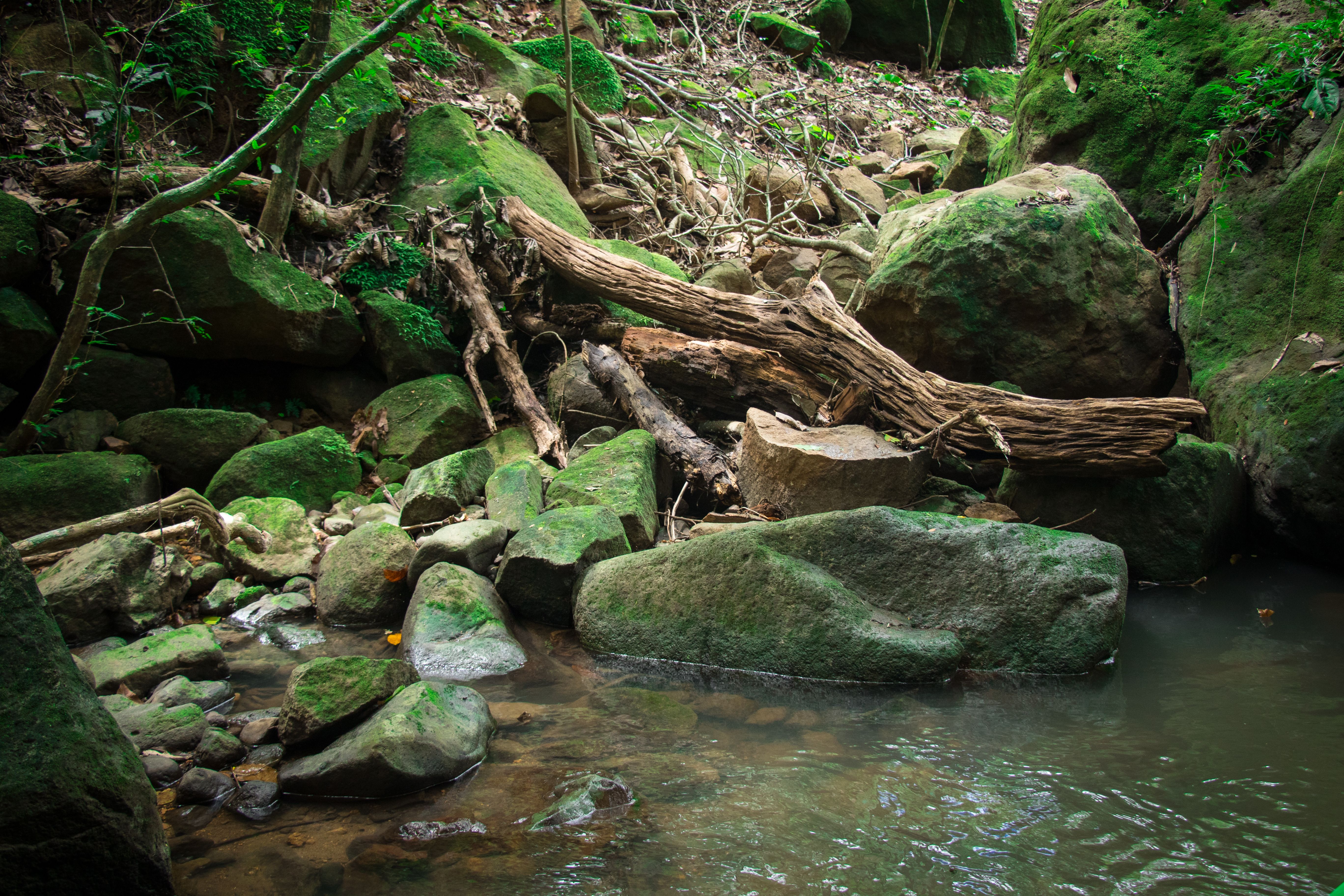 A serene forest stream flows over moss-covered rocks, creating a peaceful natural scene.
