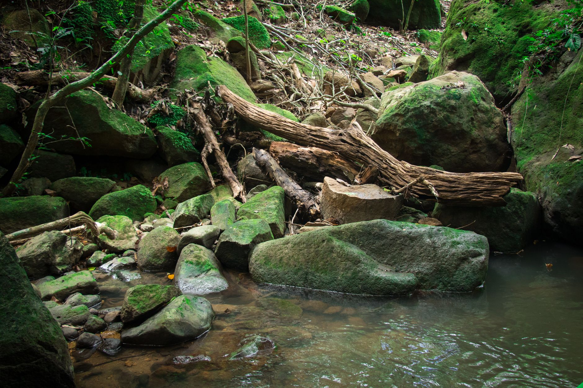 A serene forest stream flows over moss-covered rocks, creating a peaceful natural scene.