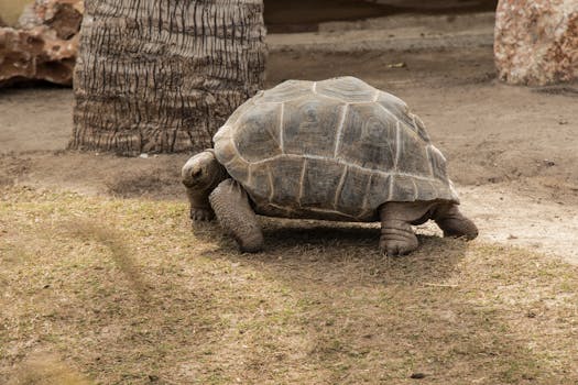A giant tortoise walks on grass in a natural outdoor setting, showcasing its carapace and terrestrial lifestyle.