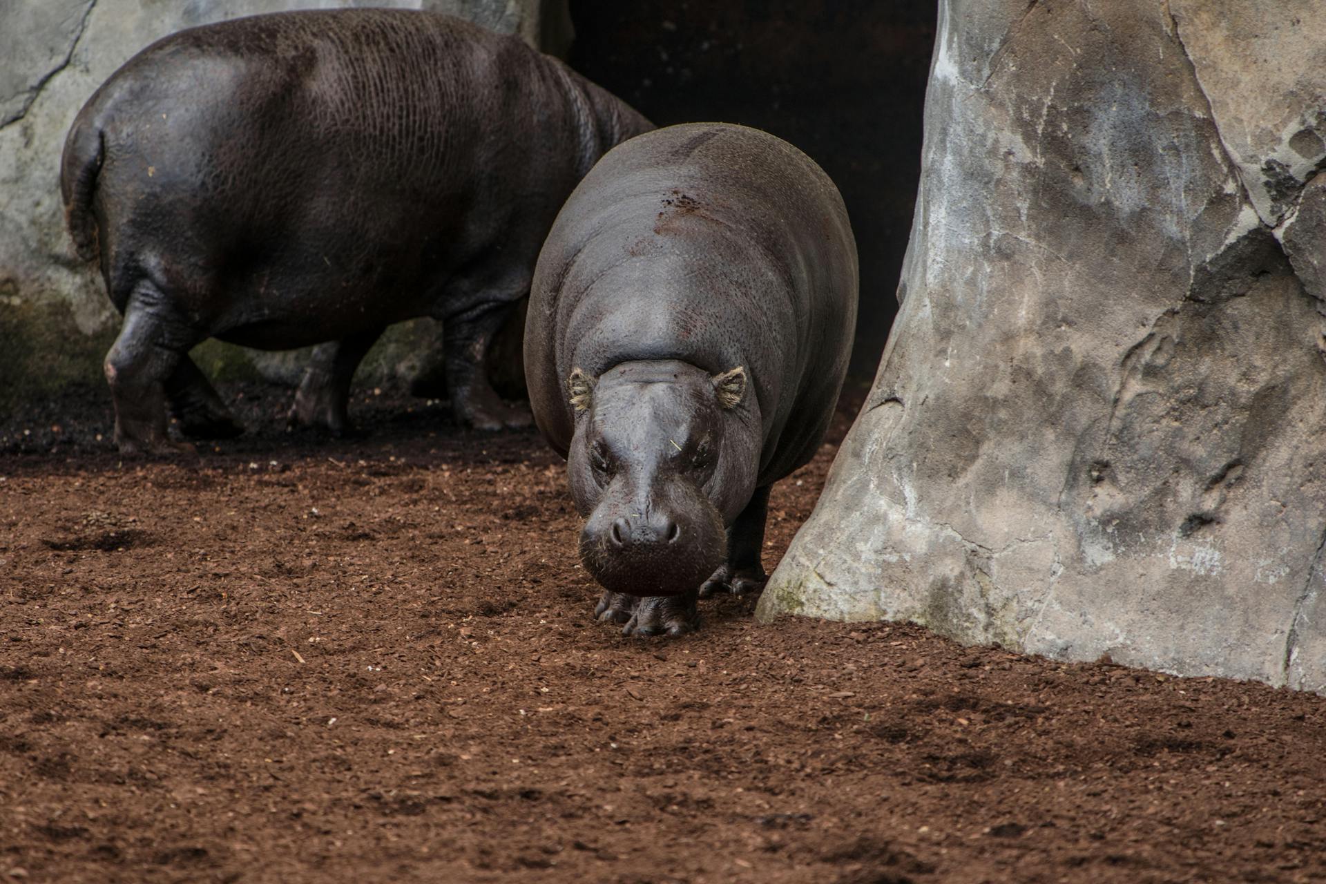 Two hippos outside a cave showcasing their natural behavior and environment.