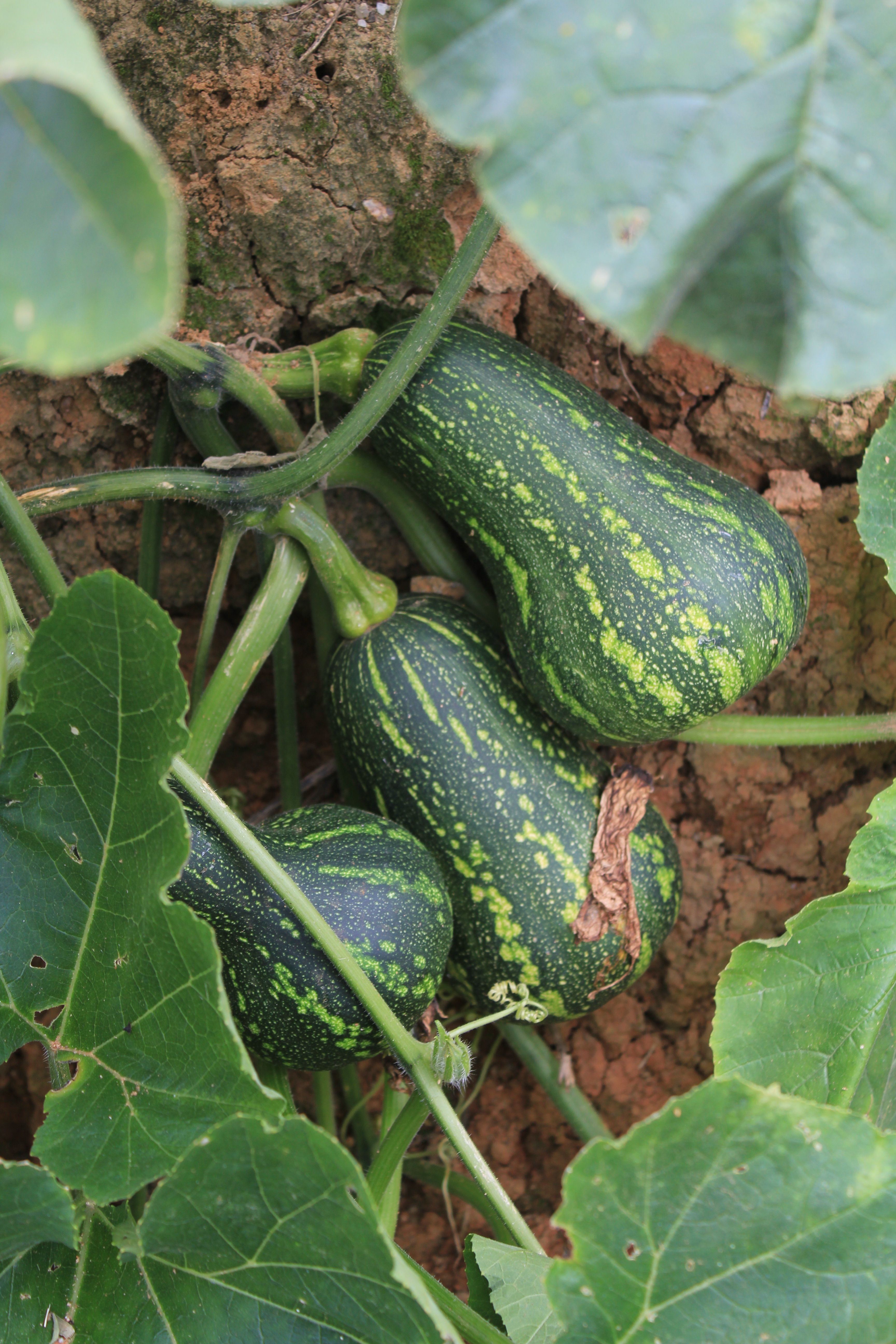 Calabaza Verde Creciendo En Un Entorno Natural · Foto de stock gratuita