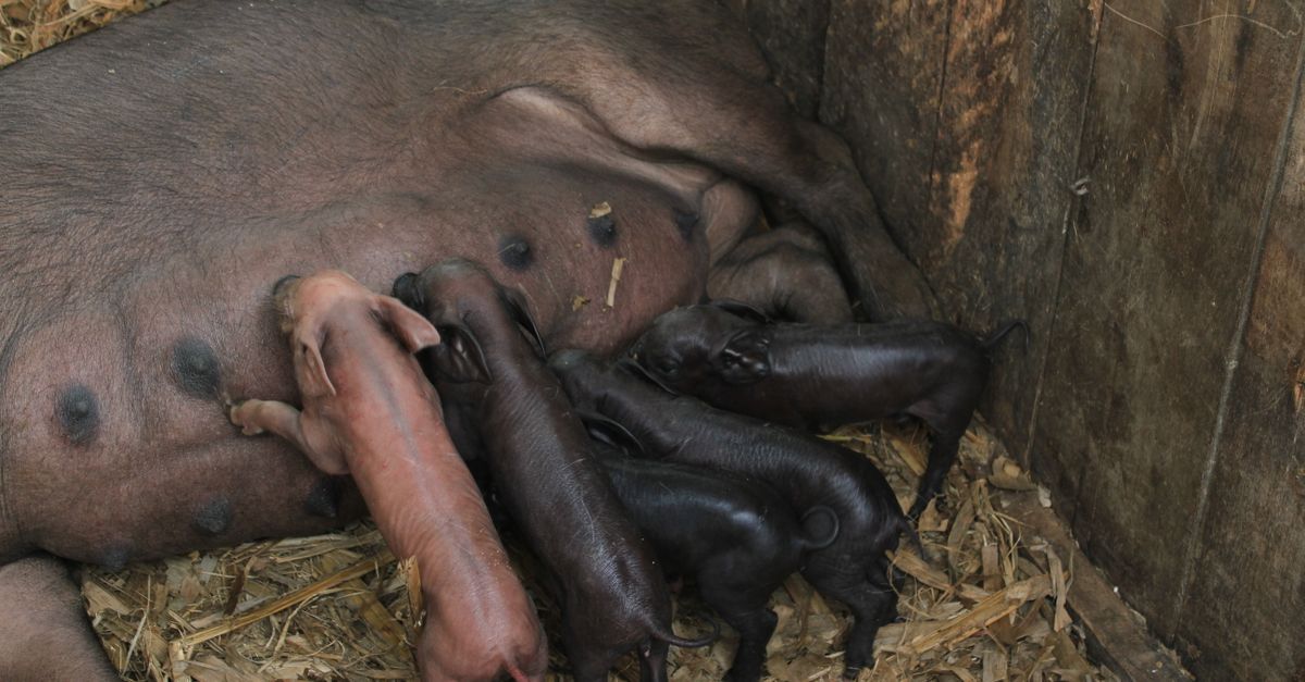 barbie pig