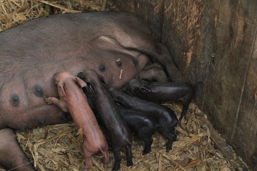 Suckling Pig — Cochinillo