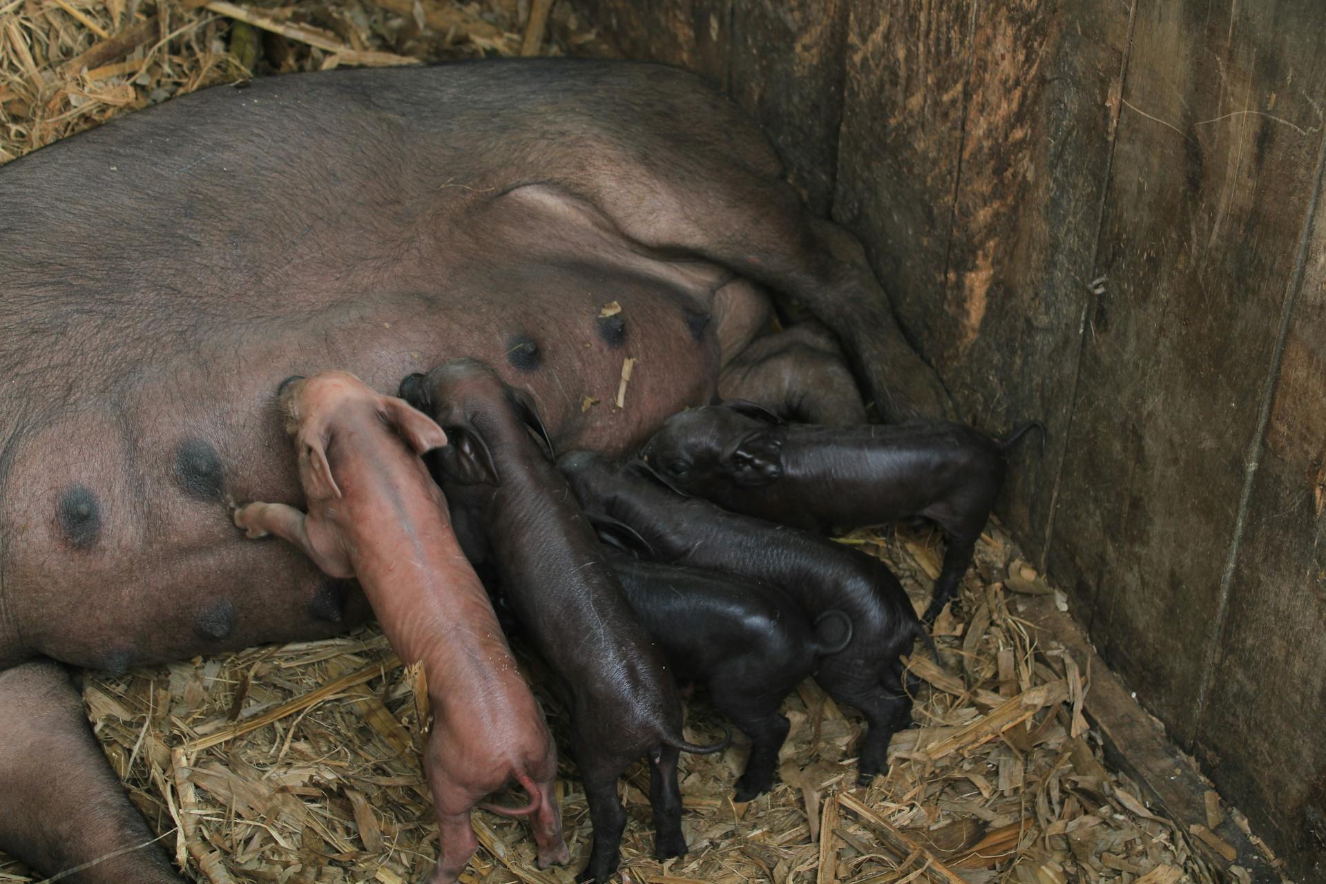 Close-up of piglets nursing from a mother sow in a barn environment.