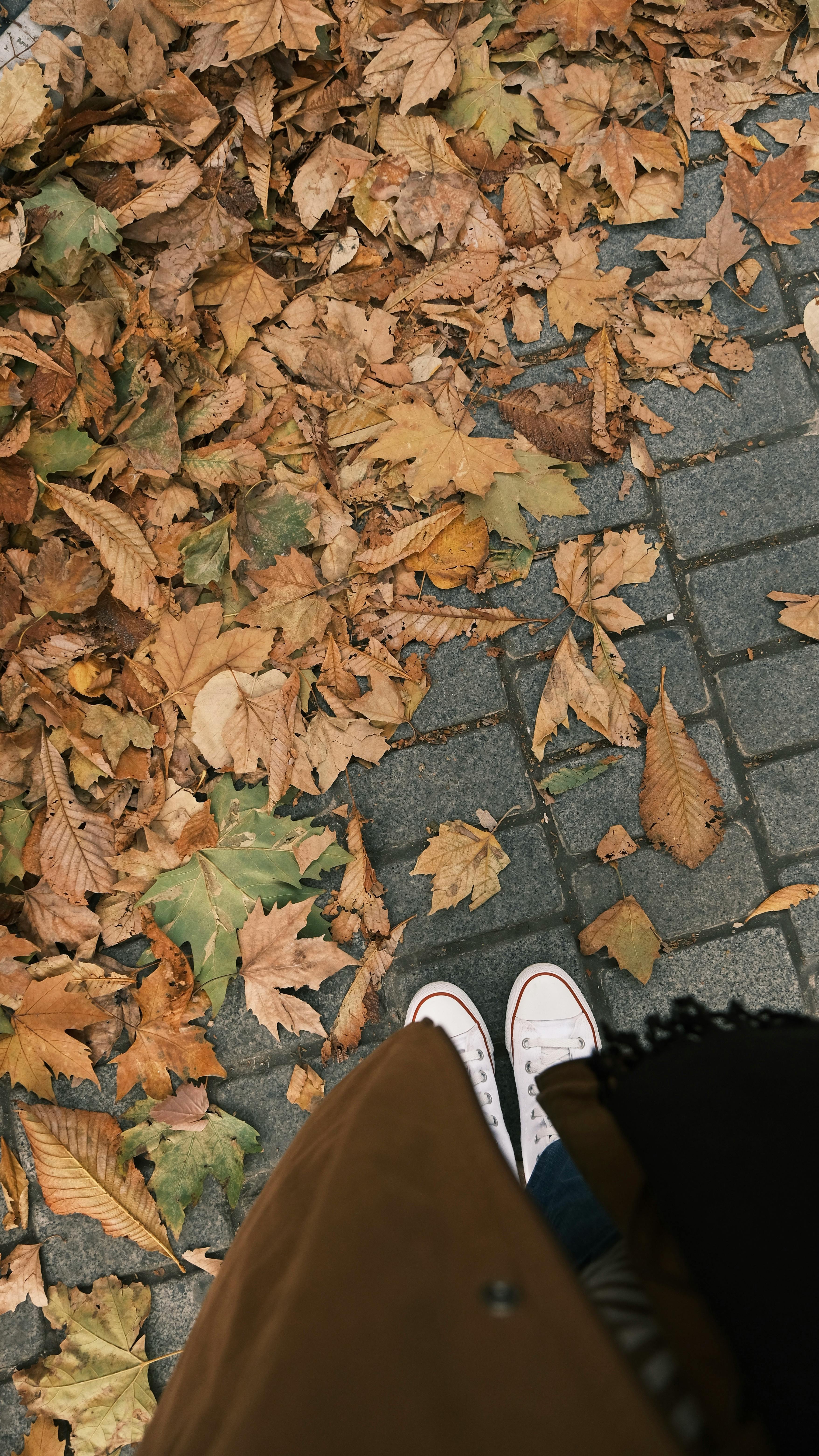 Pathway Detail Photos, Download The BEST Free Pathway Detail Stock ...