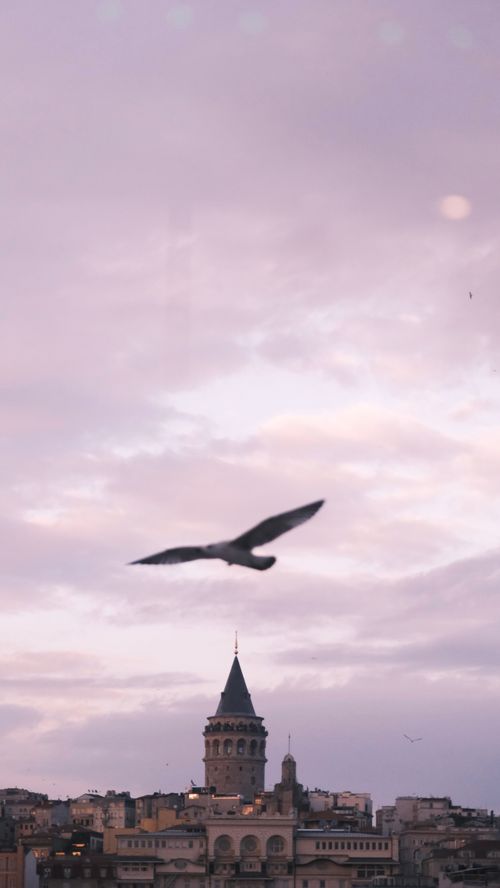 Free A serene twilight view of Galata Tower with a bird soaring in the Istanbul skyline. Stock Photo