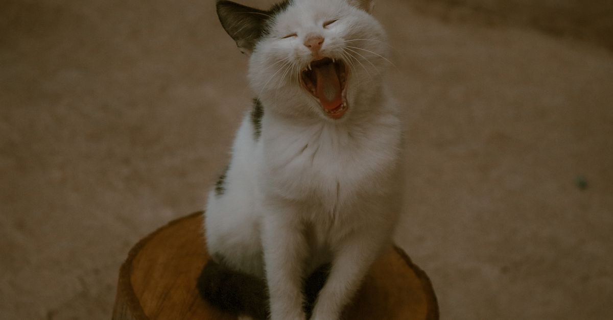 Why Your Cat Might Be Smarter Than AI: The Surprising Science of Animal Cognition