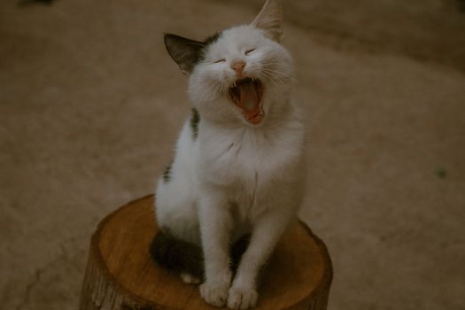 Adorable black and white cat yawning while sitting on a log outdoors, showcasing its open mouth and relaxed pose.
