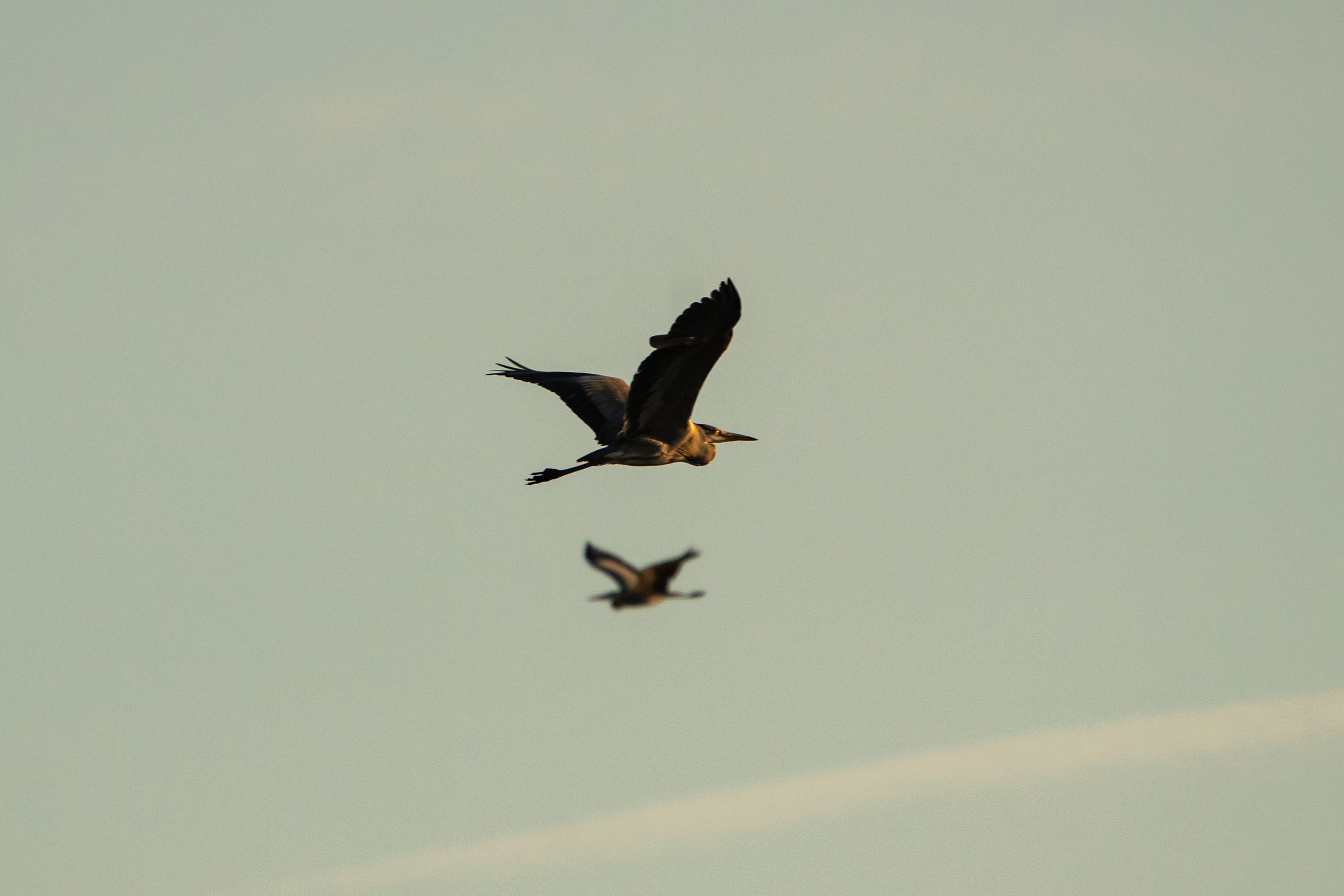 Majestic birds soaring in the serene skies of Kaniška Iva, Croatia.