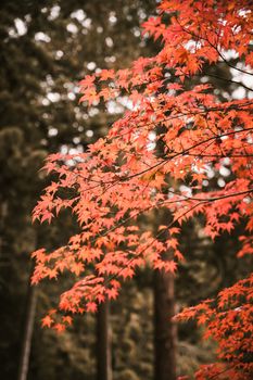 Beautiful red maple leaves in a serene autumn forest, showcasing seasonal change.