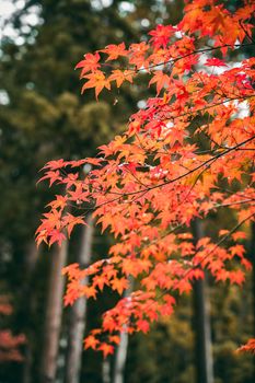Bright orange maple leaves in focus against a blurred forest background.