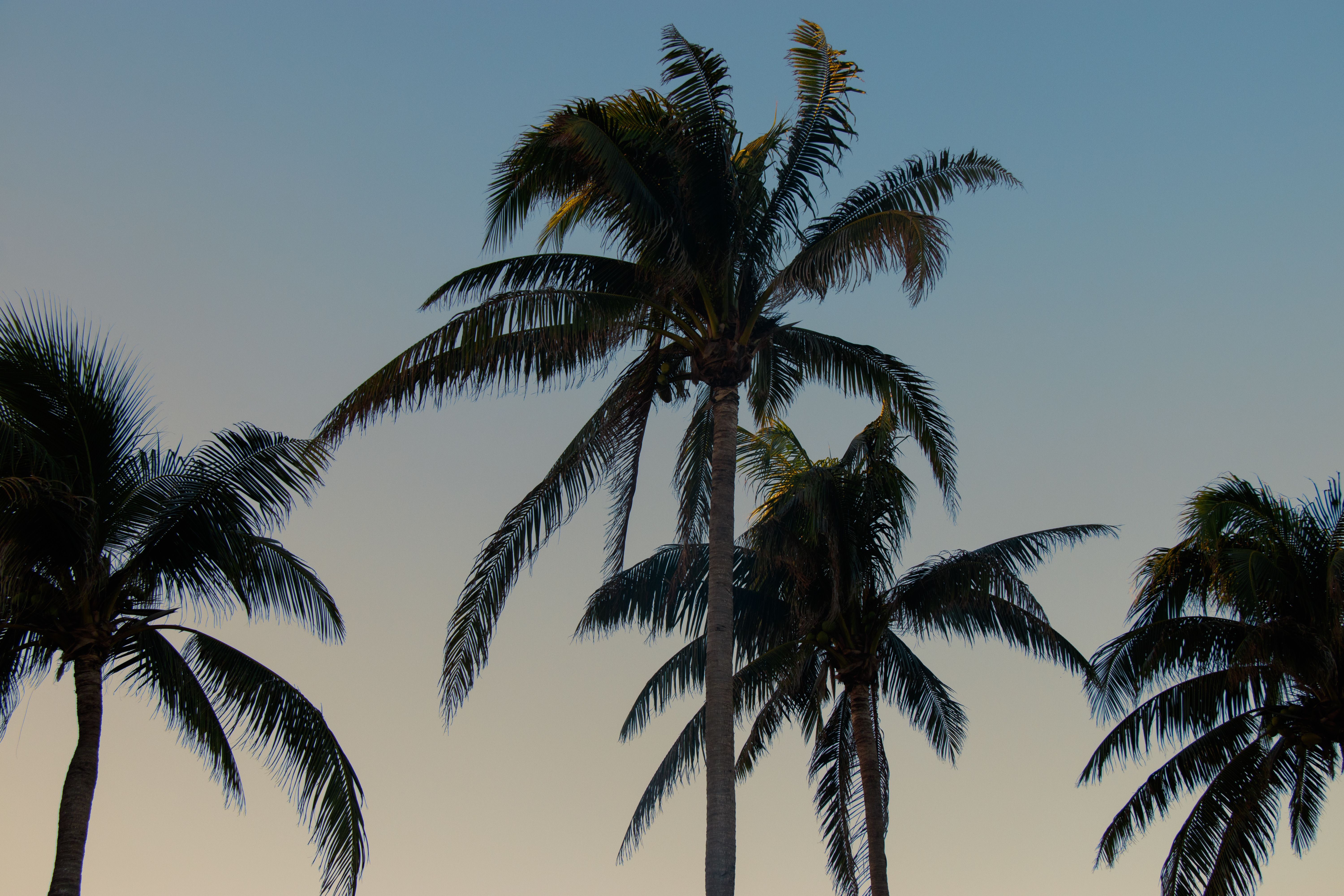 The Bristol Palm Beach