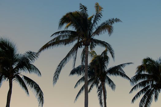 Silhouetted palm trees against a colorful sunset sky, creating a tranquil tropical vibe.