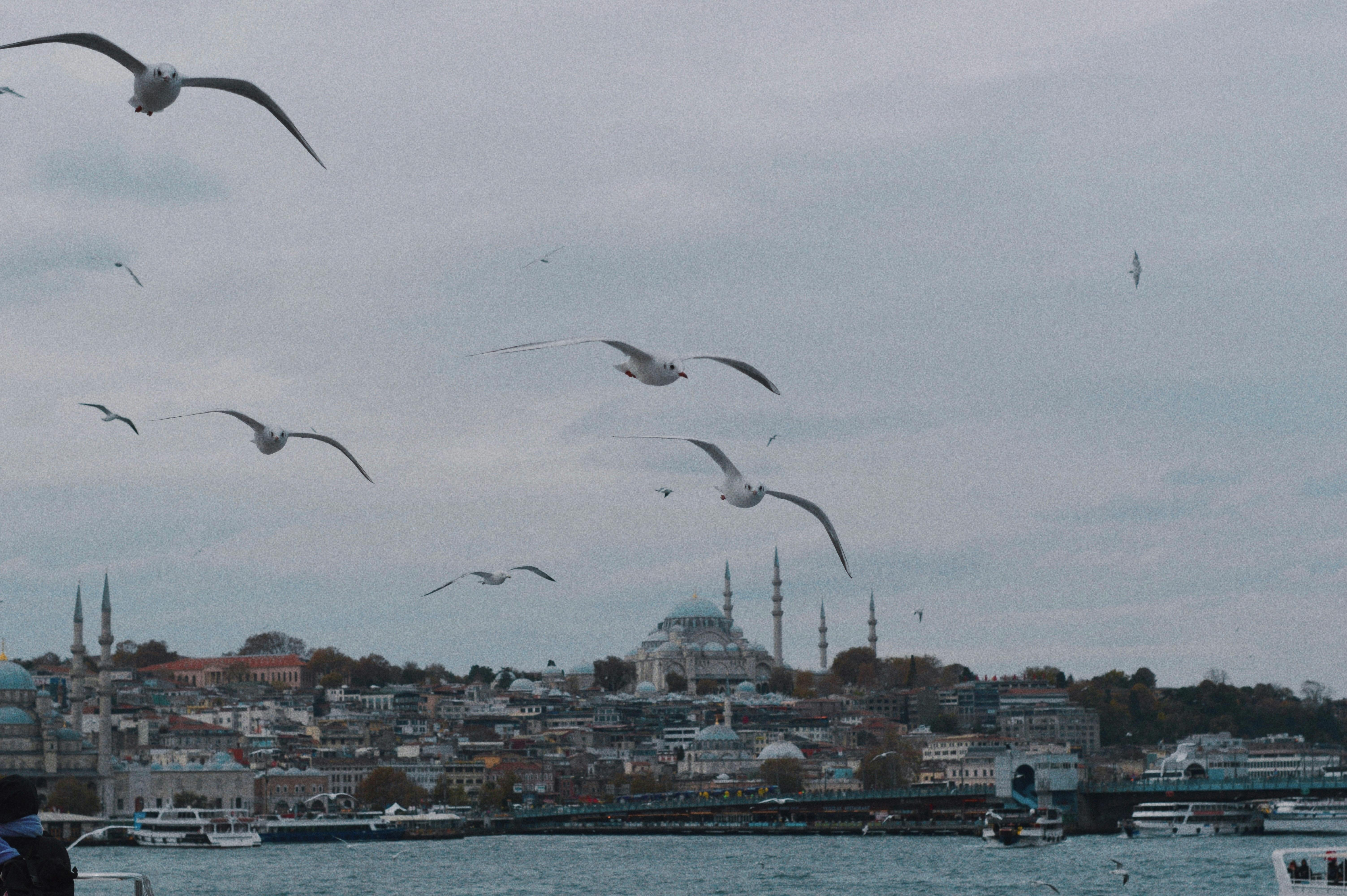 Gratuit Les mouettes planent au-dessus de l'horizon d'Istanbul avec des mosquées emblématiques en vue. Photos