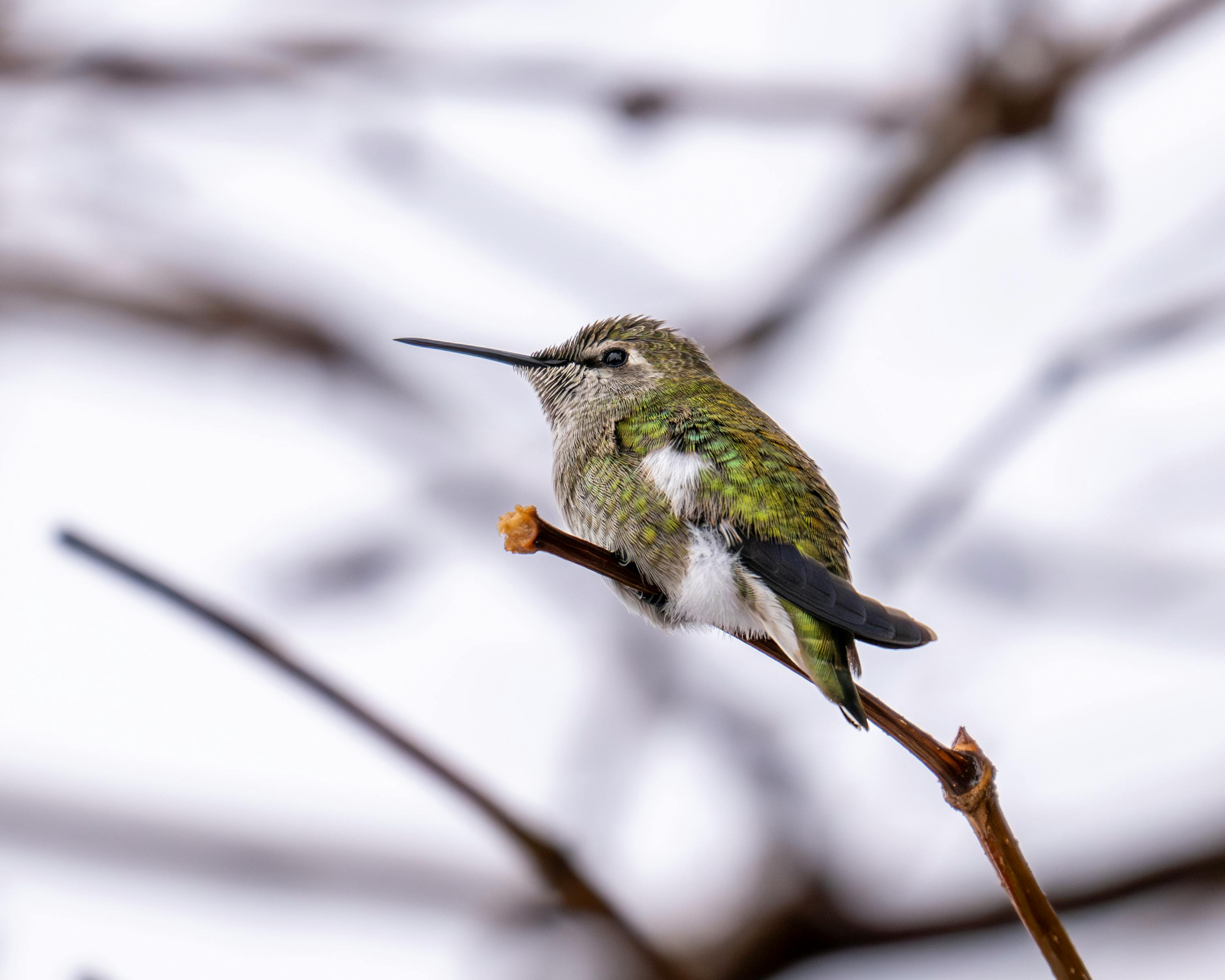 Close-up of an Anna's hummingbird resting on a branch during winter, highlighting its vibrant plumage.