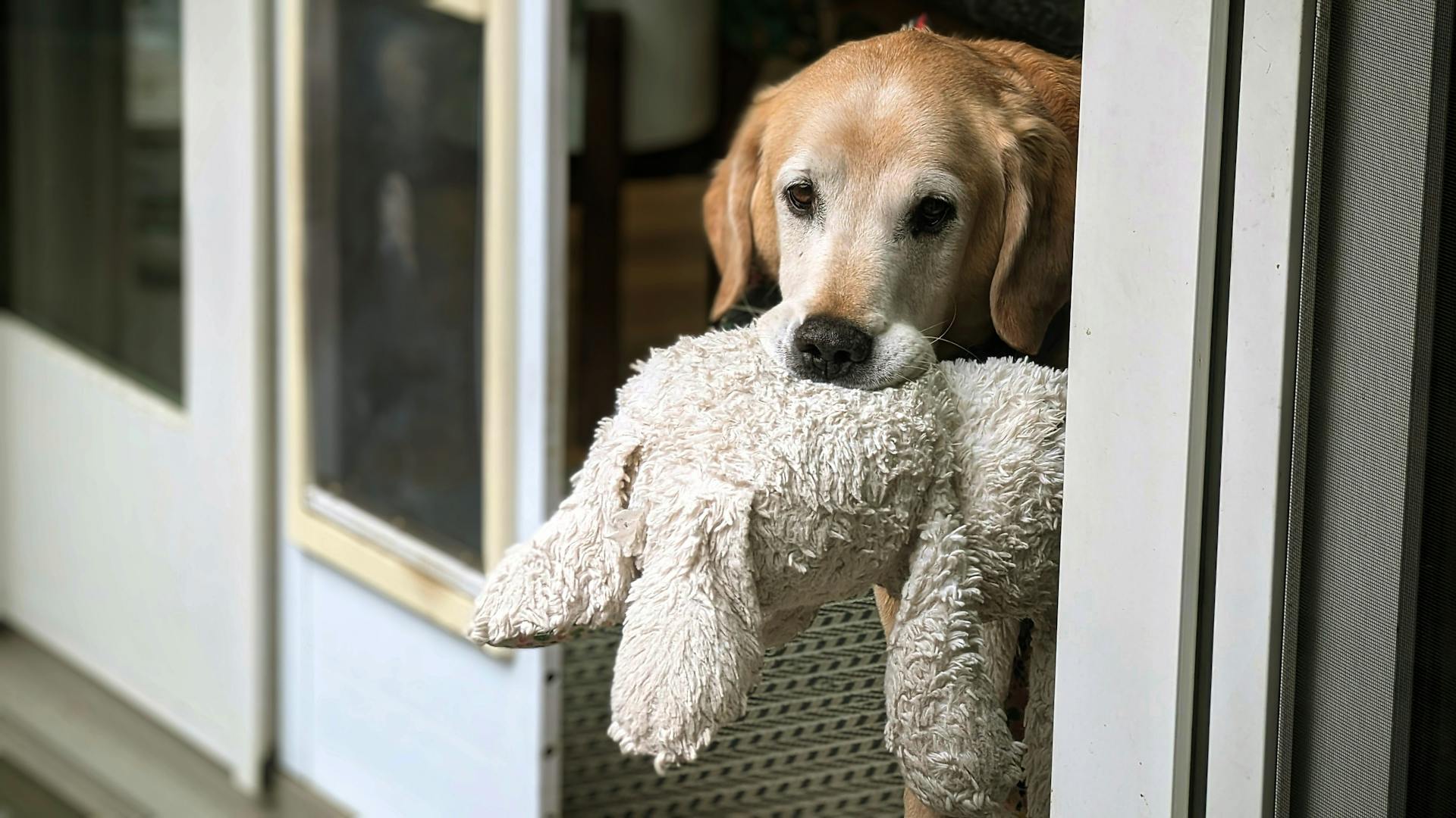 Dog looking out to the yard with his bunny