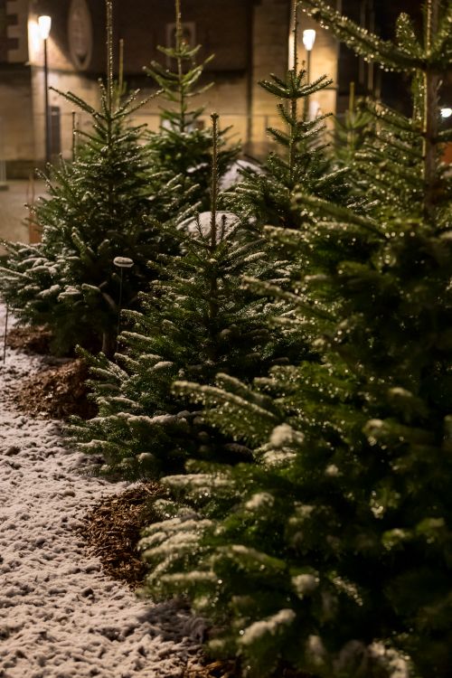 Free A serene row of snow-dusted Christmas trees lit by warm streetlights during a quiet winter night. Stock Photo