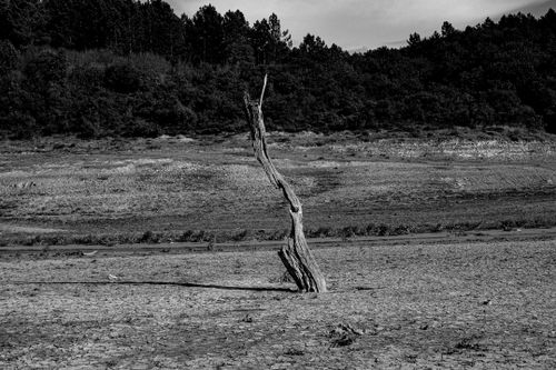 Free Black and white photo of a solitary tree trunk in a dry, cracked landscape near a forest. Stock Photo
