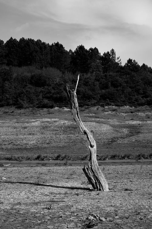 Free A stark black and white photo of a solitary tree in a dry landscape with a forested background. Stock Photo