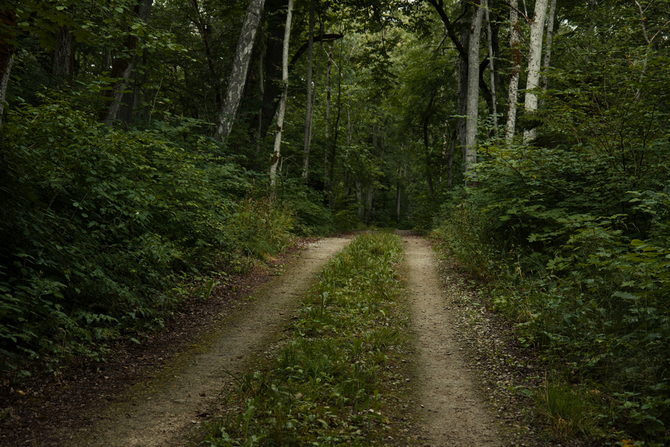 Fotomural Un sendero tranquilo serpentea a través de un bosque verde y exuberante, perfecto para practicar senderismo y paseos por la naturaleza.