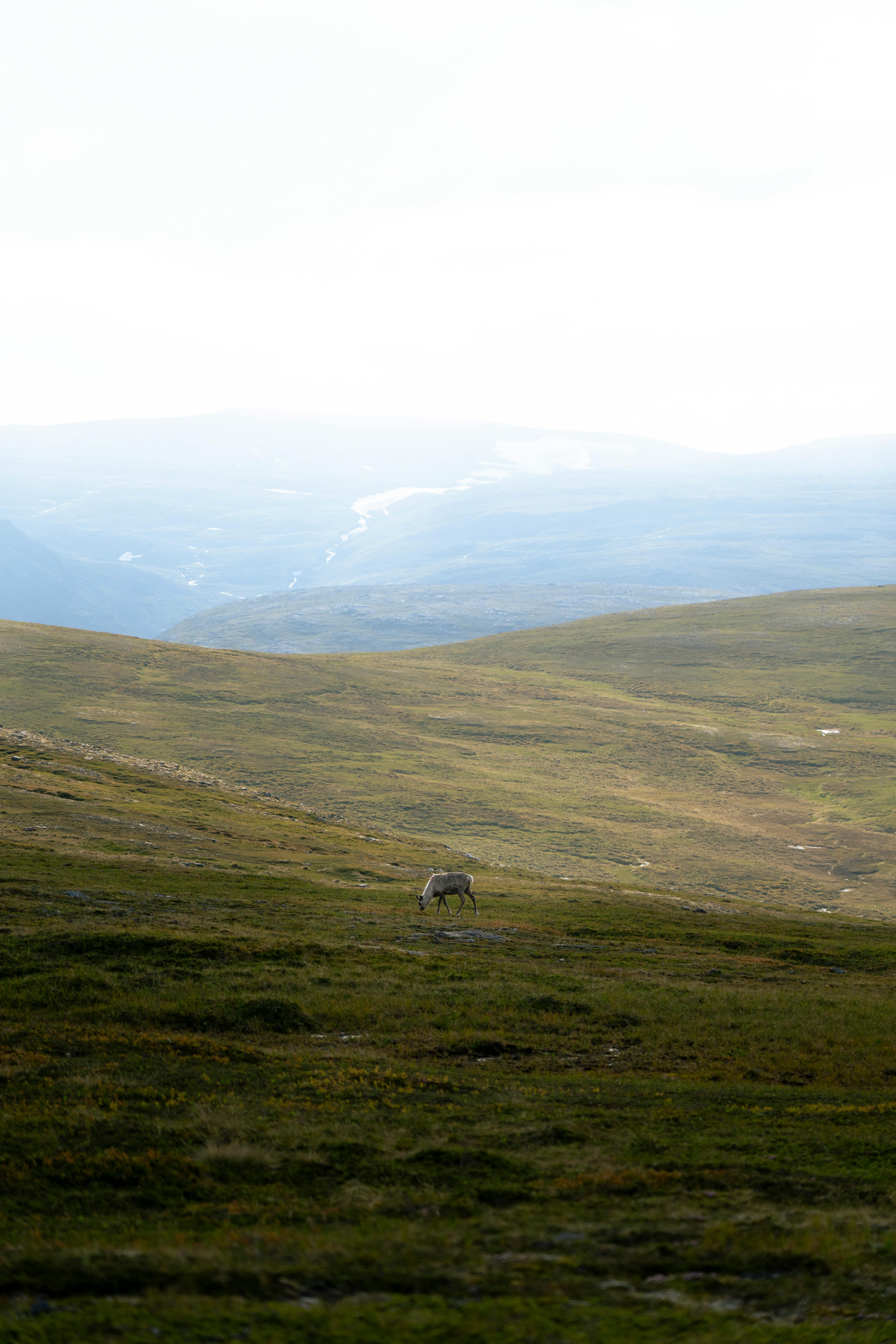 A lone reindeer grazes on the expansive tundra in Finnmark, Norway, under a bright sky.