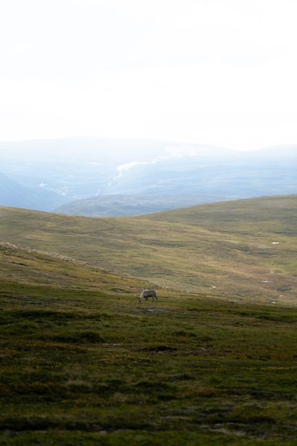 A lone reindeer grazes on the expansive tundra in Finnmark, Norway, under a bright sky.