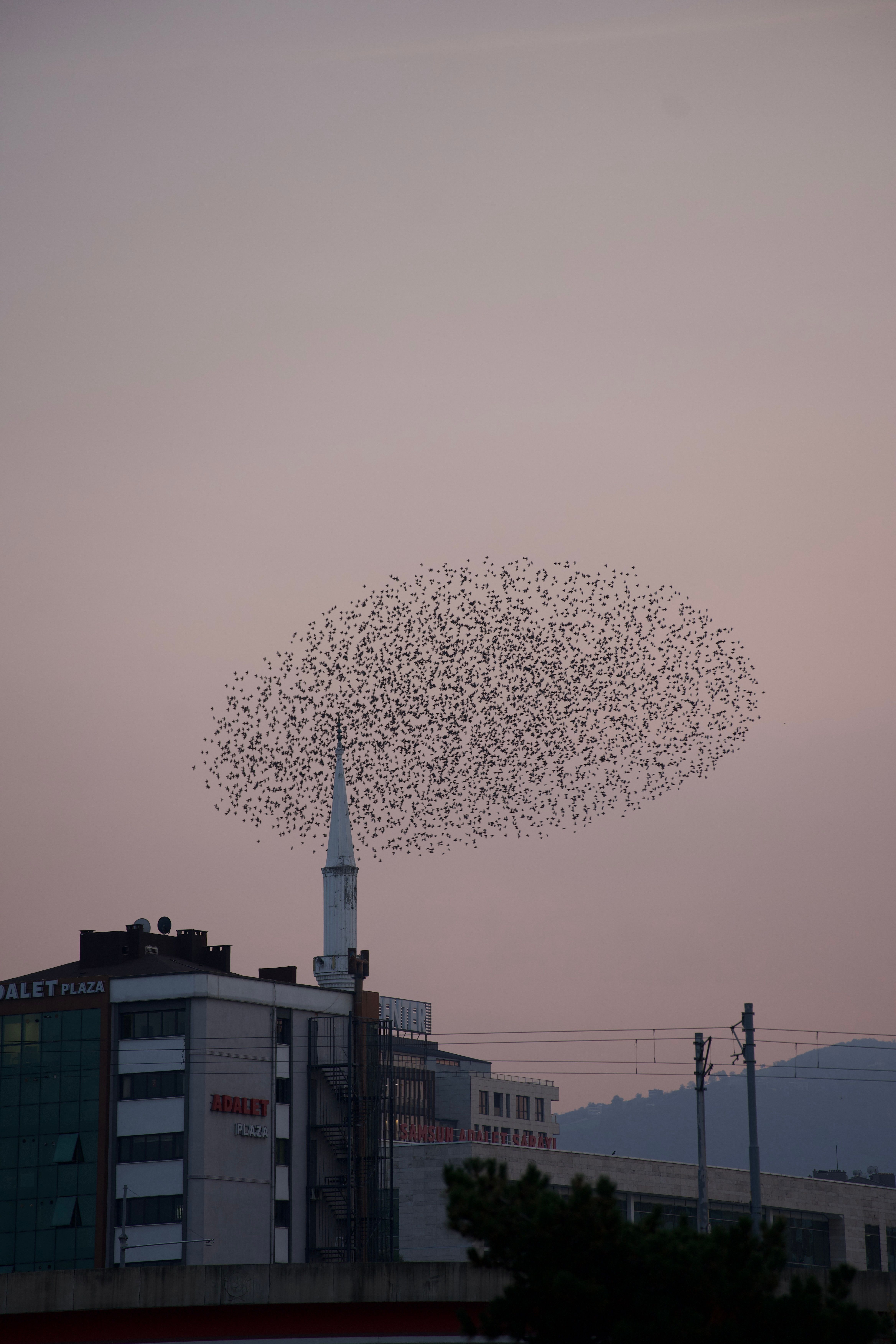 Flock of Birds Over City Skyline at Sunset · Free Stock Photo