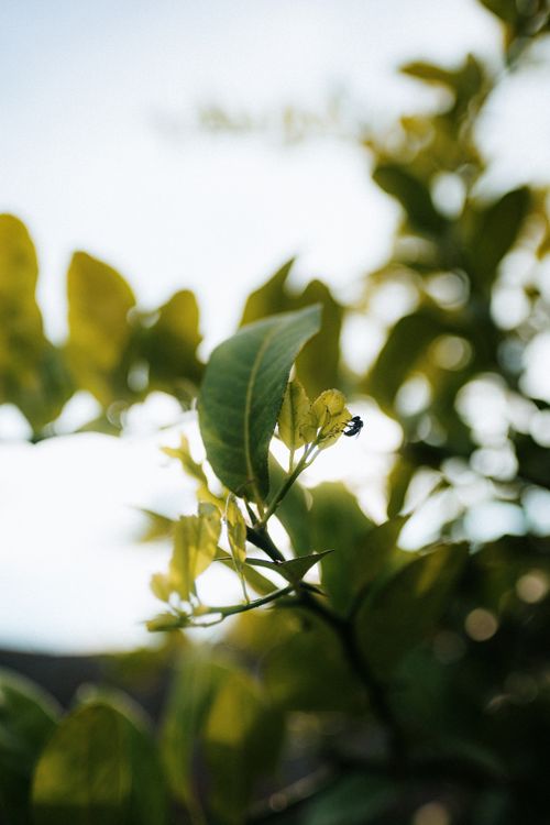 Free A bee perched on a lemon tree branch captured with a beautiful bokeh effect in São Paulo, Brazil. Stock Photo