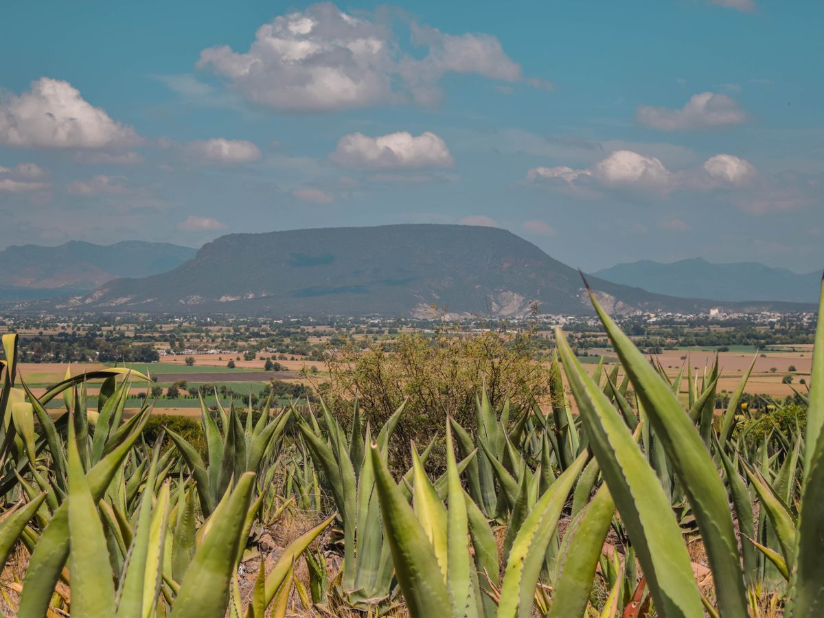 14 Day 200-Hour Immersive Yoga Teacher Training in Mexico 2