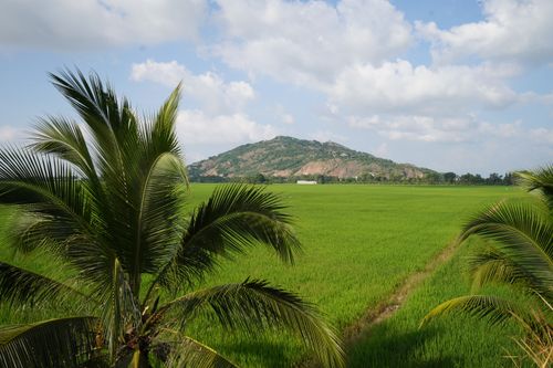 Free Vibrant green rice fields under a bright sky with palm trees and a mountain in the distance. Stock Photo