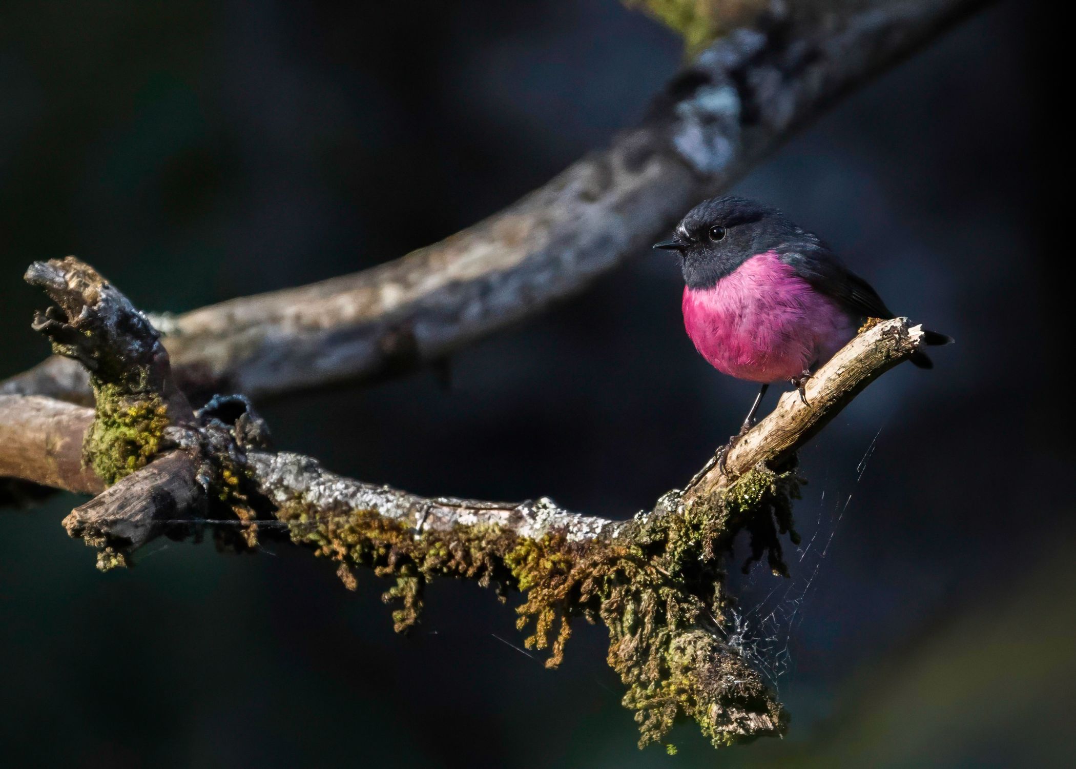 Pinki Robi Pink Robin (Petroica rodinogaster) on Branch in Victoria · Free Stock Photo