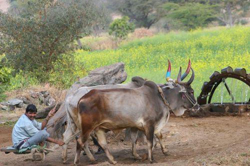Free Farmer using oxen to operate water wheel in a vibrant rural field. Stock Photo