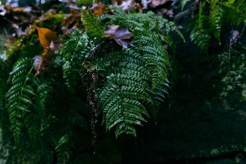 Free Detailed image of lush green fern with dew and fallen leaves in a natural forest environment. Stock Photo