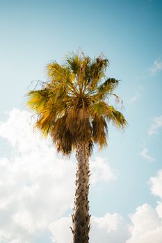 A vibrant palm tree against a clear blue summer sky in Benicàssim, Spain.