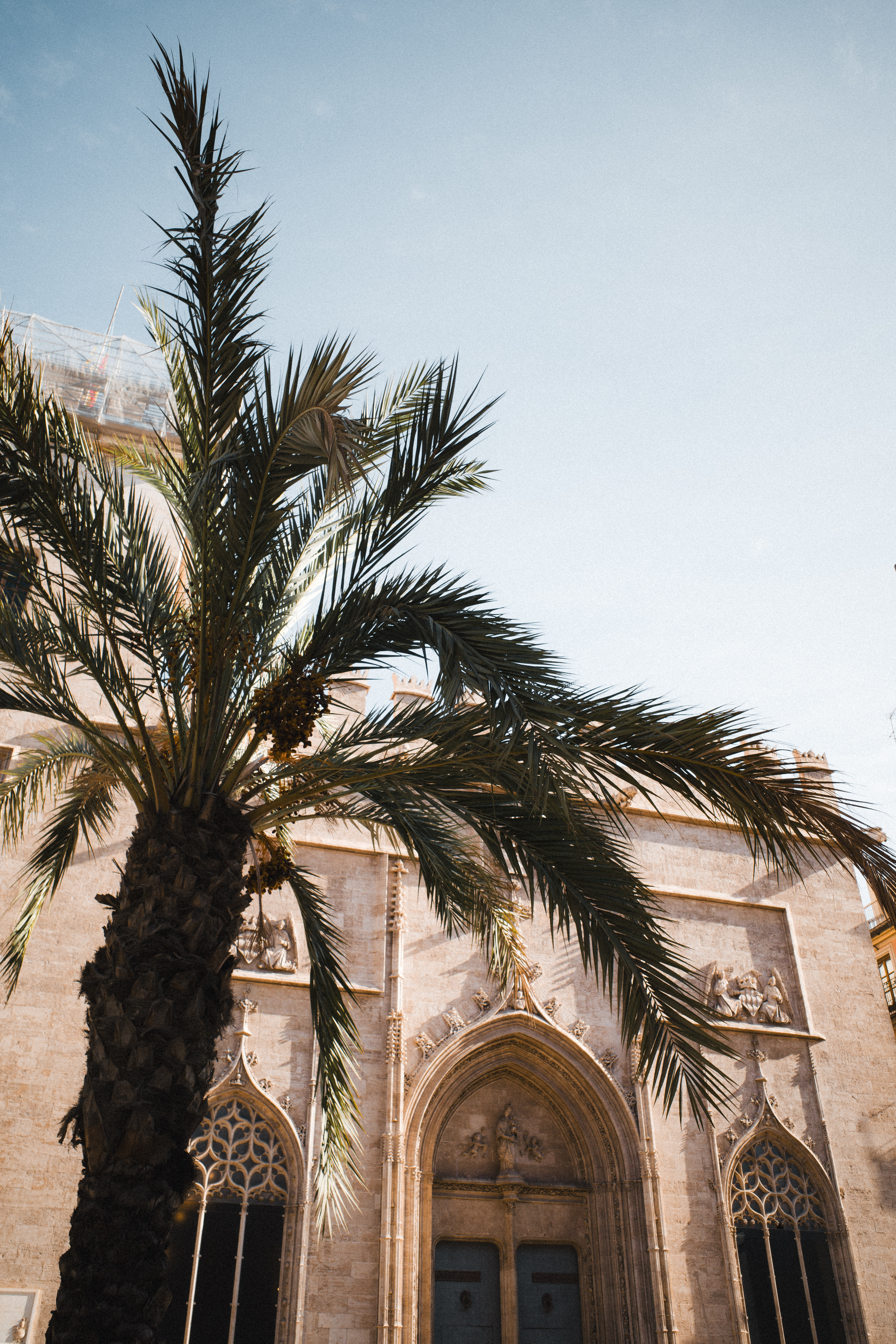 Stunning view of a Gothic cathedral facade alongside a palm tree in Valencia, Spain.