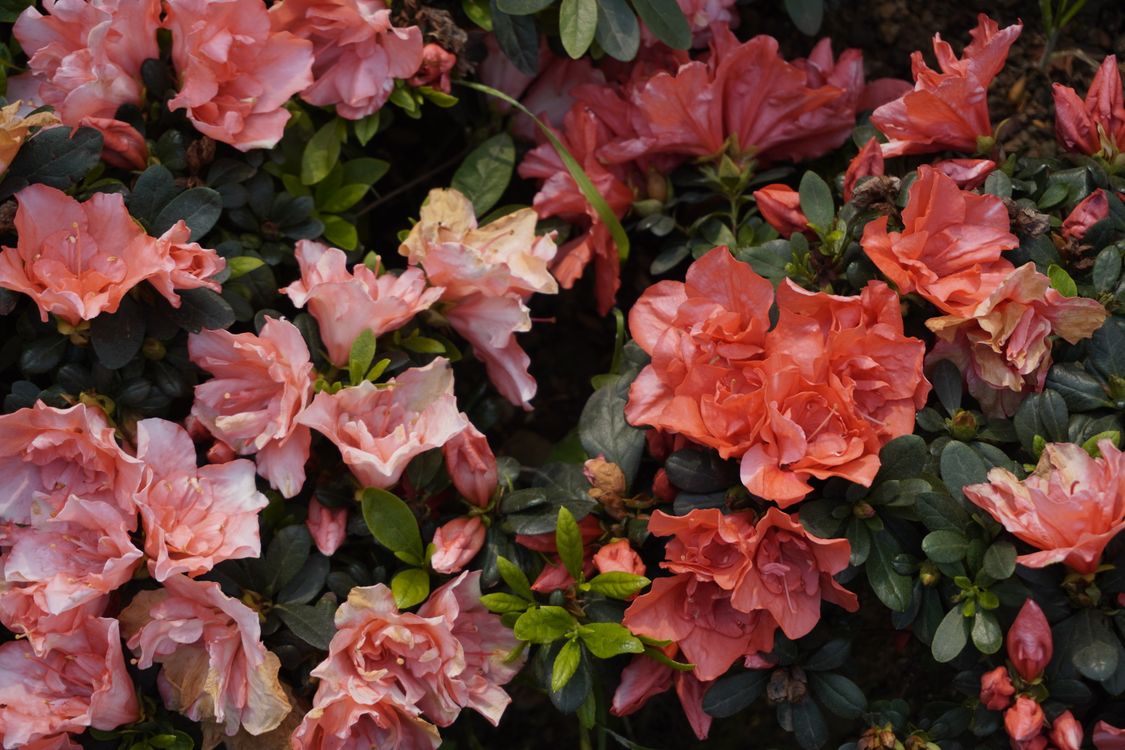 Vibrant Azalea Blossoms in Springtime Garden · Free Stock Photo