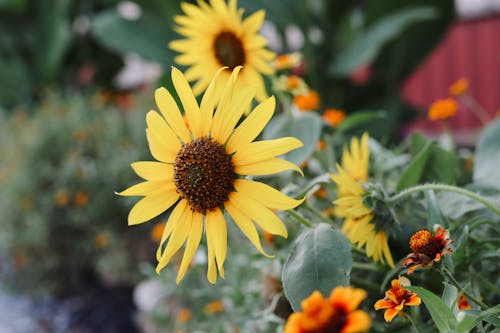 Free Immagine gratuita di fiore, giallo, giardino Stock Photo