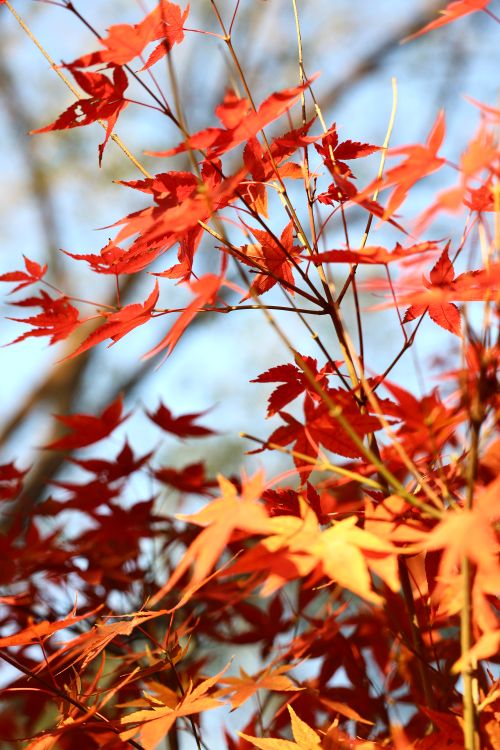 Free Close-up of lush red Japanese maple leaves in fall, highlighting nature's vivid colors. Stock Photo