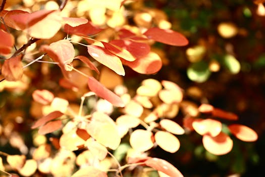 Close-up of colorful autumn leaves bathed in warm sunlight, capturing nature's fall beauty.