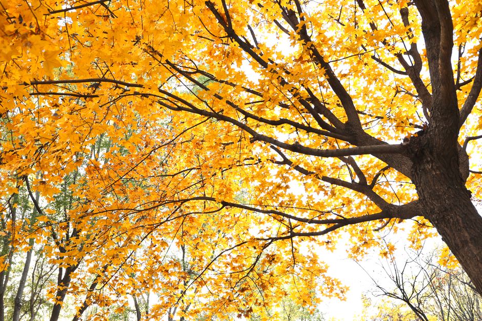 Vibrant autumn maple tree with golden canopy — maple tree care and pruning timing in Surrey BC