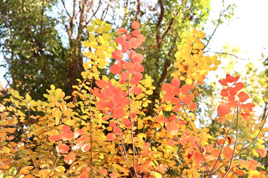 Bright autumn leaves with sunlight filtering through, capturing nature's vibrant fall colors.