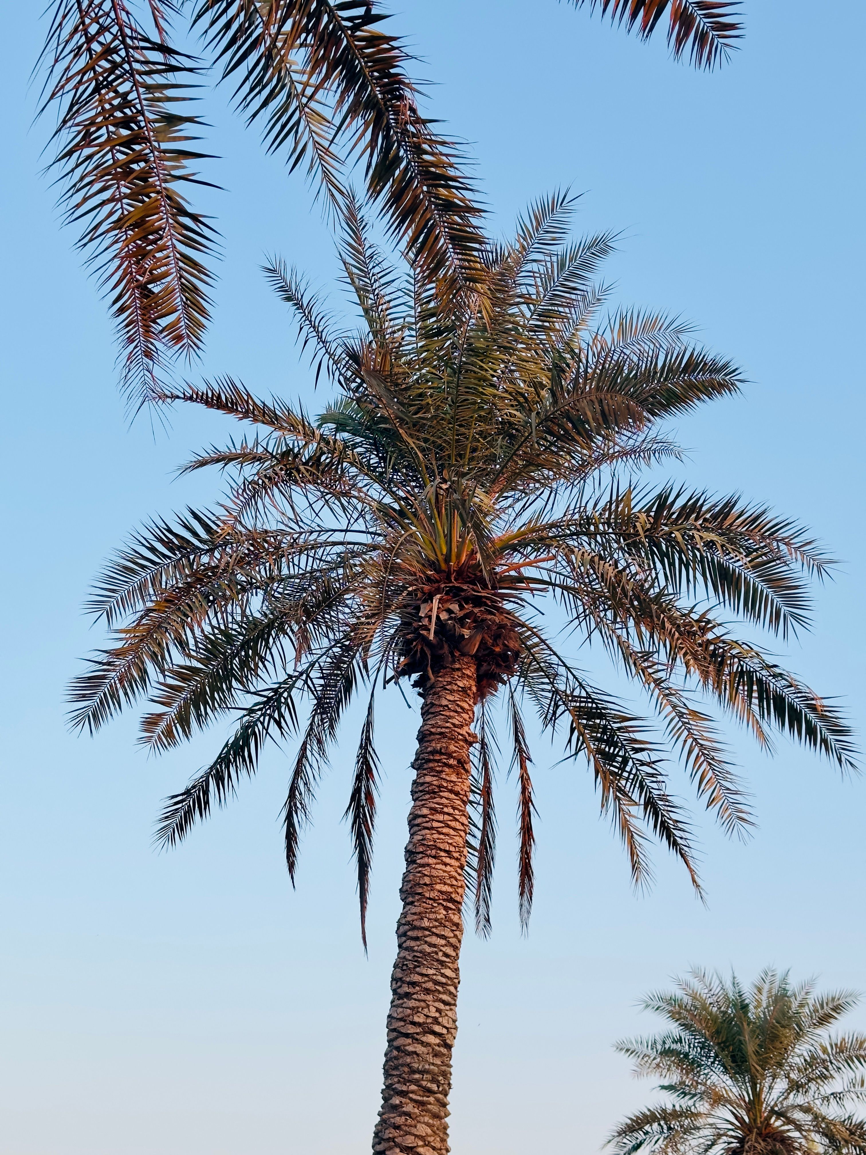 Old Spice Palm Tree
