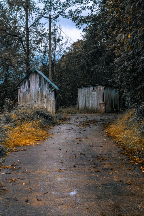 Free Moody forest path leading to vintage wooden sheds surrounded by autumn foliage. Stock Photo