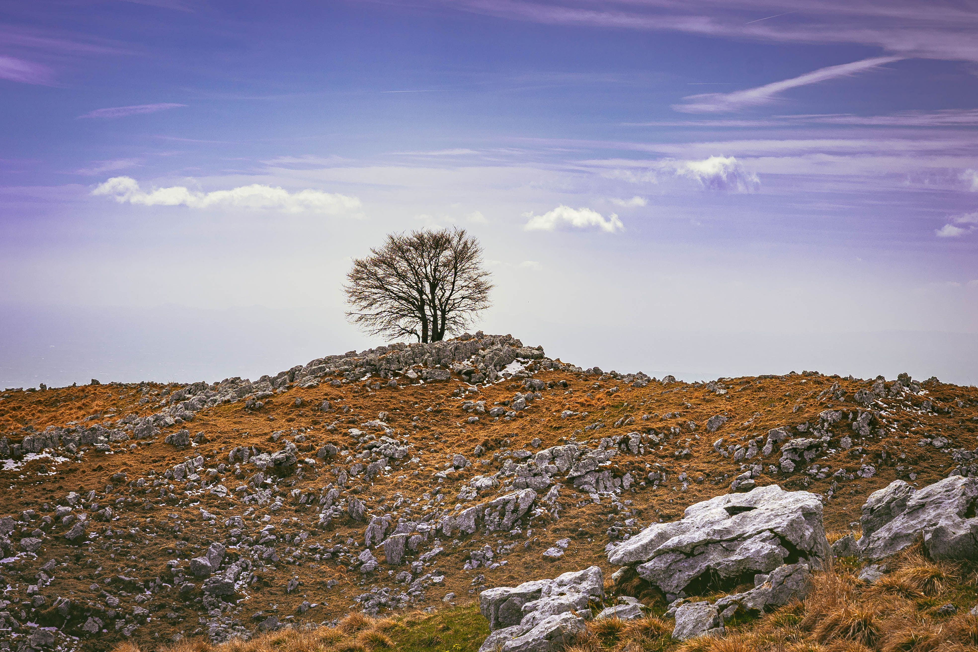 Solitary Tree on Rocky Hill Under Blue Sky · Free Stock Photo